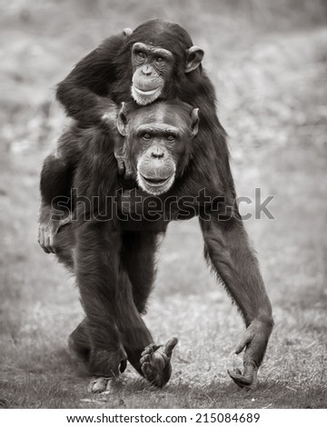 Chimpanzee Mother with Her Young Son Riding on Her Back