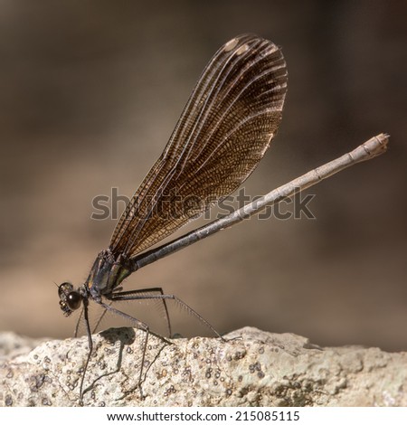 Broad-Winged Damselfly Perched on a Rock