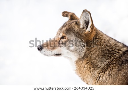 Profile Portrait of a Red Wolf in Snow