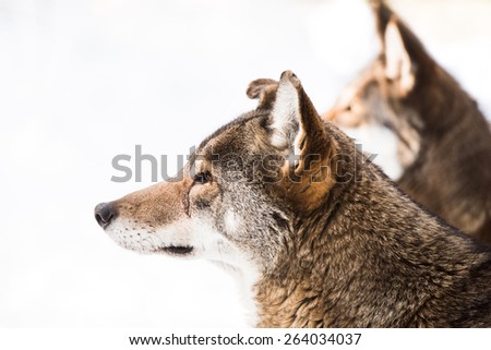 Profile Portrait of a Red Wolf Pair in Snow