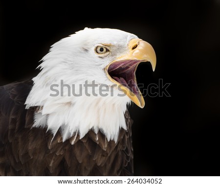 3/4 Portrait of Screeching Bald Eagle Against Black Background