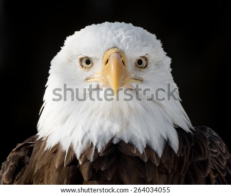 Frontal Portrait of Bald Eagle Against Black Background