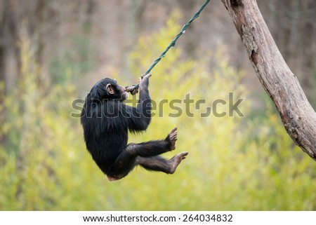Young Chimpanzee Swinging in Tree