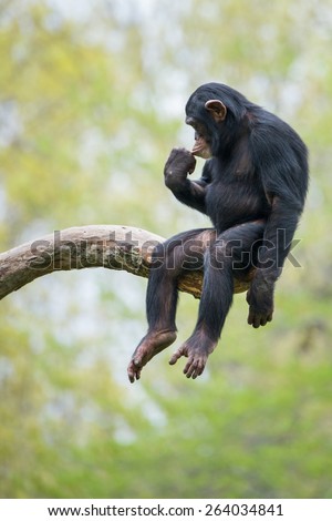 Young Chimpanzee Sitting in Tree