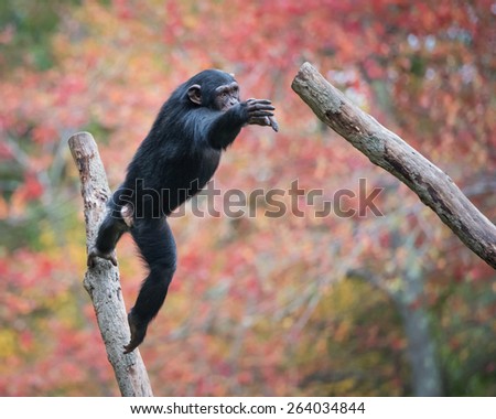 Young Chimpanzee Jumping From Tree Branch