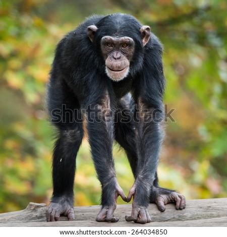 Frontal Portrait of Young Chimpanzee