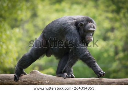 Alpha Male Chimpanzee Walking on Tree Branch