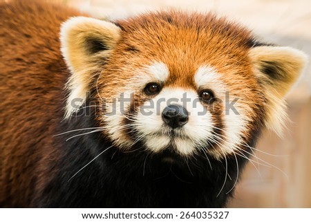 Frontal Portrait of a Red Panda