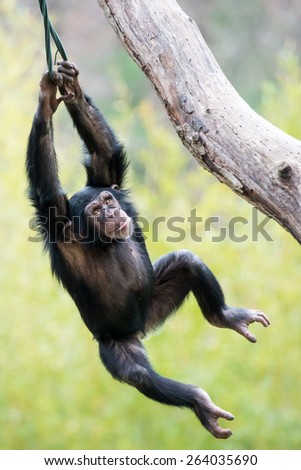 Young Chimpanzee Swinging in Tree