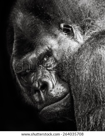 3/4 Portrait of Western Lowland Gorilla