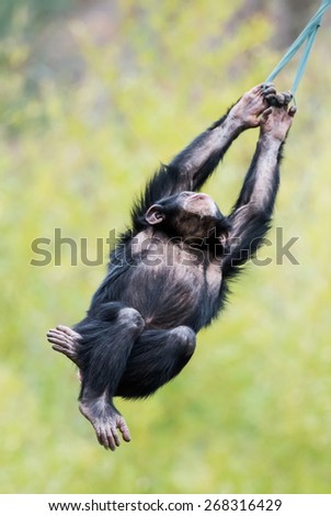 Young Chimpanzee Swinging From Tree Branch