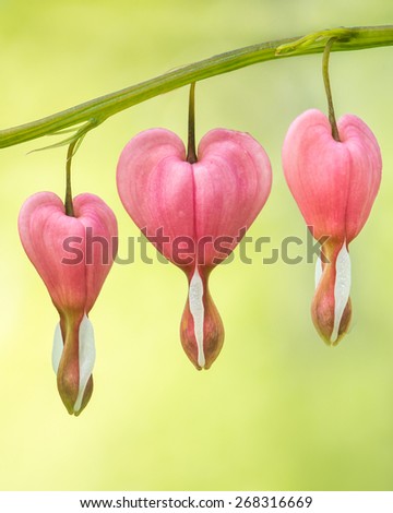 Group of Bleeding Heart Flowers Against Blurred Green and Yellow Background