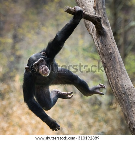 Young Chimpanzee Swinging on a Tree Branch
