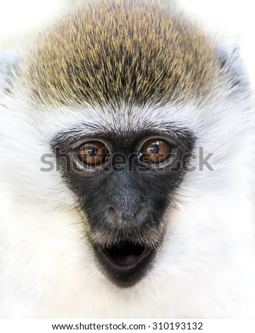 Frontal Portrait of a Baby Grivet Monkey with Gaping Mouth