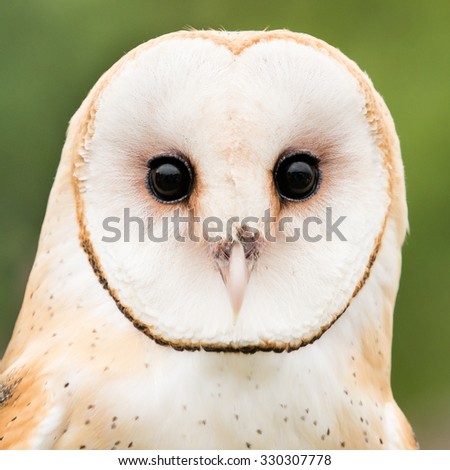 Frontal Portrait of a Barn Owl Against a Green Background