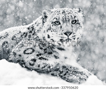 Frontal Portrait of Snow Leopard in Snow Storm