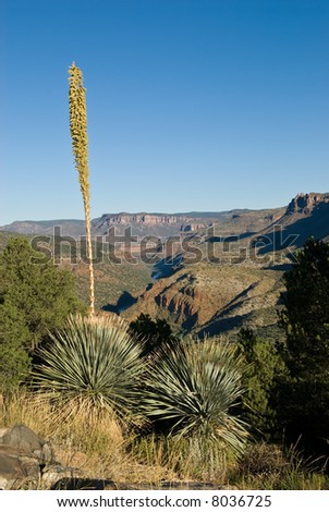 Vertical photograph of the Salt River Canyon in Arizona.