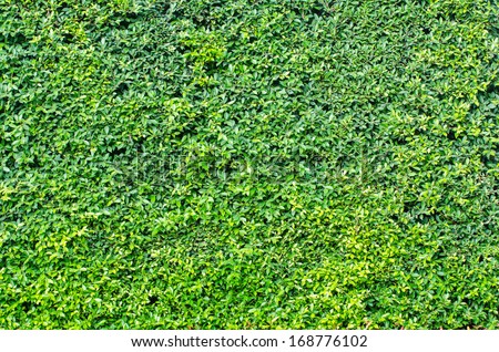Green plants walls for background