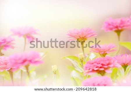 zinnia flower in vintage color