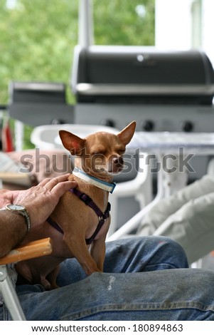 little dog sitting on the man\'s lap, dressed in dirty jeans on the veranda