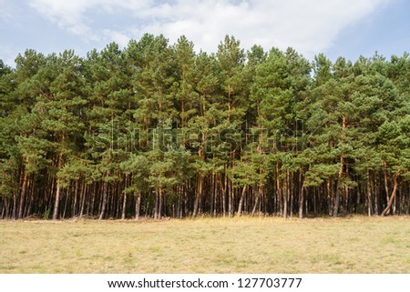 tree line on a field in summer