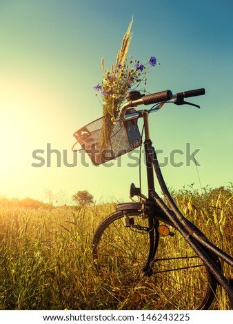 bicycle near a cornfield