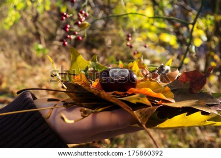 autumn leaves and chestnut in hand