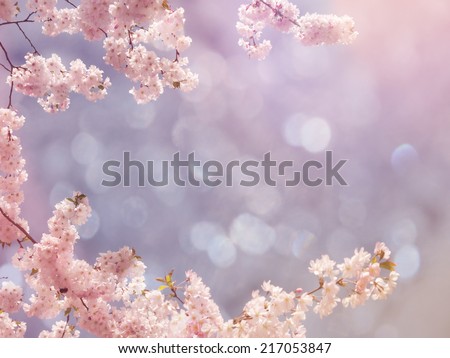 Japanese cherry tree background