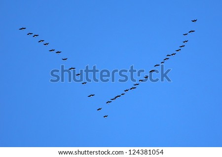 Birds flying in V-formation