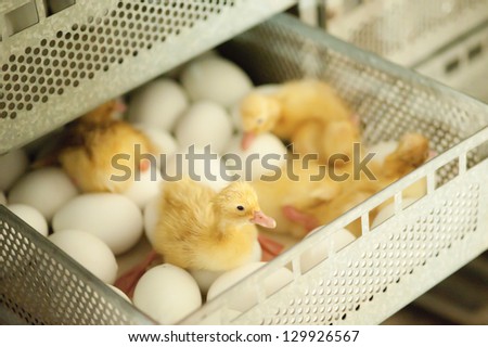 Eggs and chicken in the drawer