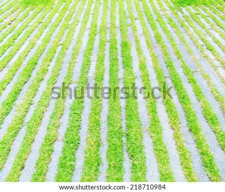Green grass texture with concert background