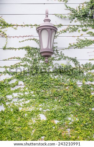 Antique Outdoor Wall Lamp surrounded by green leaves