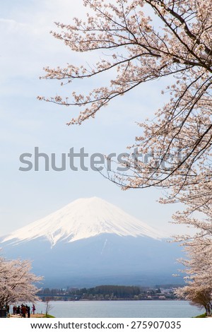 Cherry Blossom with Mt Fuji at lake Kawaguchiko
