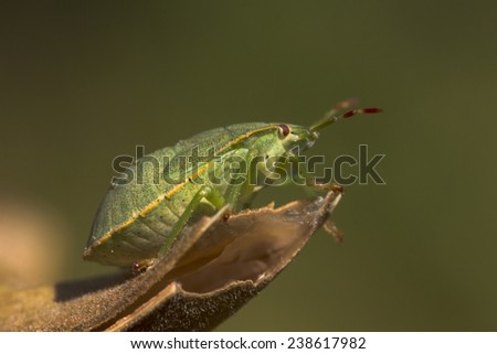 Green beetle with red eyes sitting on dry leaves.