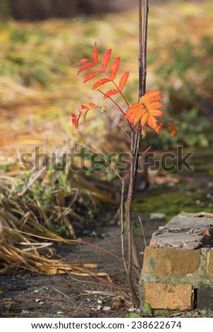 Lonely small tree that grew near the old foundation, even in late autumn does not want to part with their last leaves.