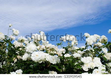 roses and blue sky