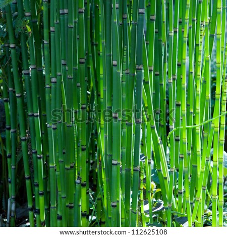 Bamboo like looking, rough horse tail also known as scouring rush , or  snake grass (Equisetum hyemale) in spring.