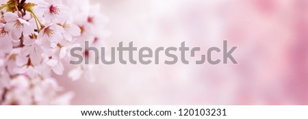 Spring Cherry blossoms in full bloom. Made in horizontal long dimension, for easy use in title bars.