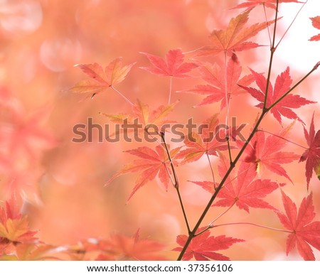 japanese maple tree leaf. japanese maple tree leaf.