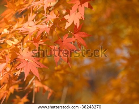 Burning red autumn Japanese maple leaves with copy space.