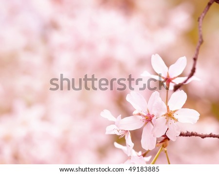 Cherry blossom in spring.