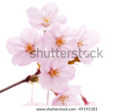 stock photo Cherry blossom flower isolated on white