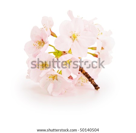 cherry blossom flower. stock photo : Cherry blossom