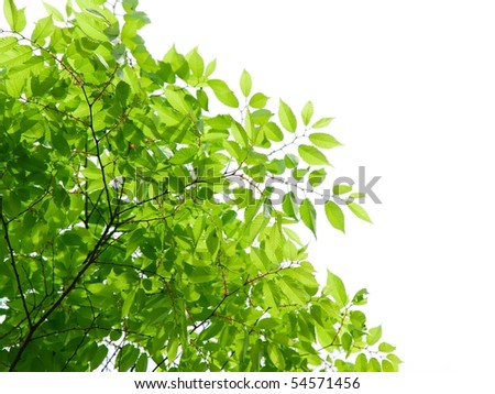 black cherry tree leaves. stock photo : Young Elm tree