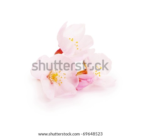 cherry blossom flower. stock photo : Cherry blossom flower isolated on white.