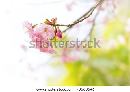 Cherry blossom with pastel-like soft spring green in background.