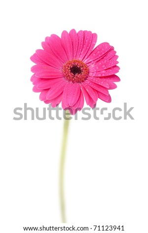 daisy stem