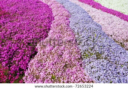   Photo  Purple Pink Carpet Of Flowers A Field Of Moss Phlox Flowers