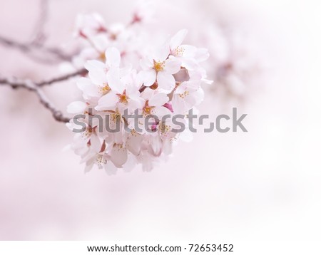 Spring cherry blossom with soft background.