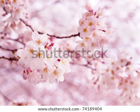Pink cherry blossom in full bloom.